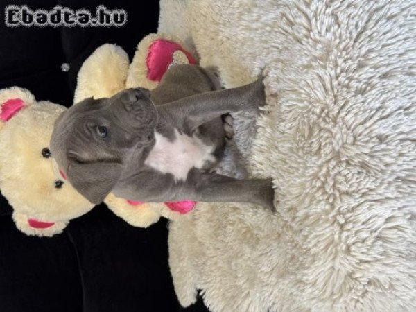 Eladó Minőségi Kék Amerikai Stafford kölykök