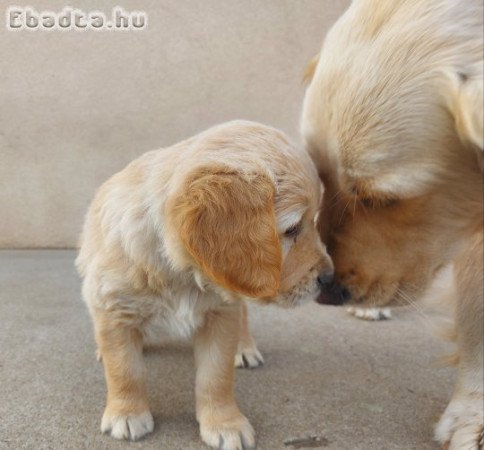 Golden Retriever fajtatiszta jellegű kiskutyák.