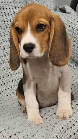 Beagle