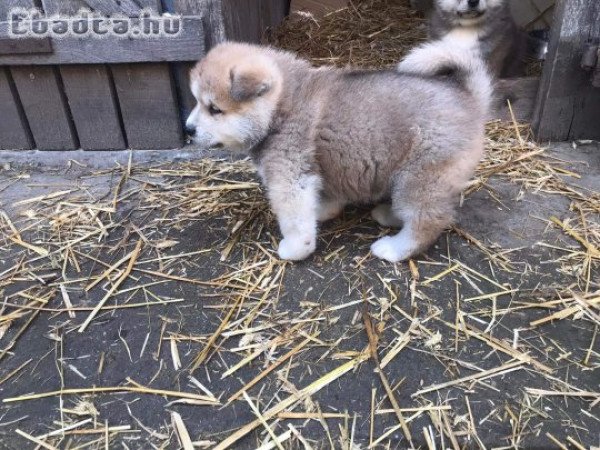 Japán akita inu kan kutya