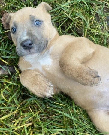 Amerikai staffordshire