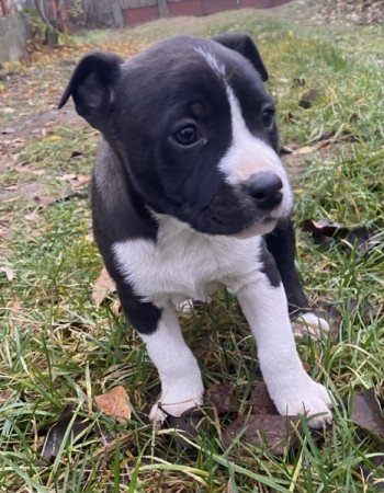 Amerikai staffordshire