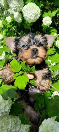 Yorkshire terrier