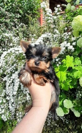 Yorkshire terrier