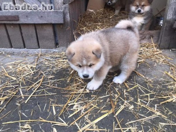 Japán akita inu kan kutya