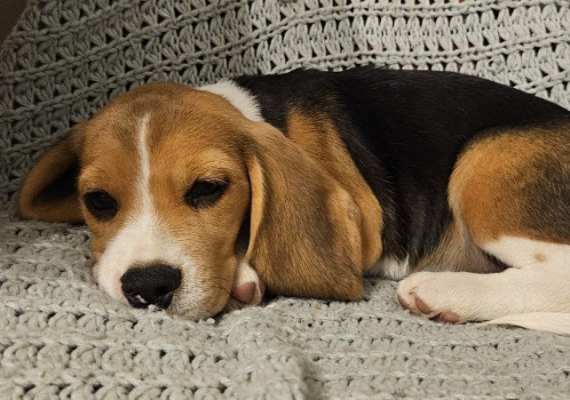 Beagle