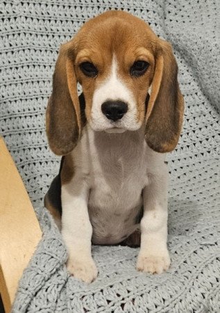 Beagle
