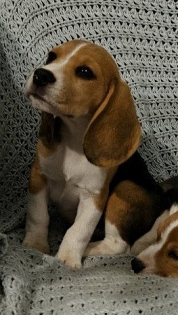 Beagle