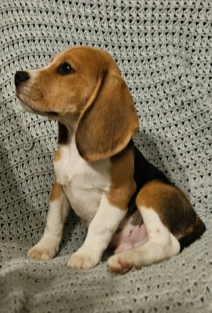 Beagle