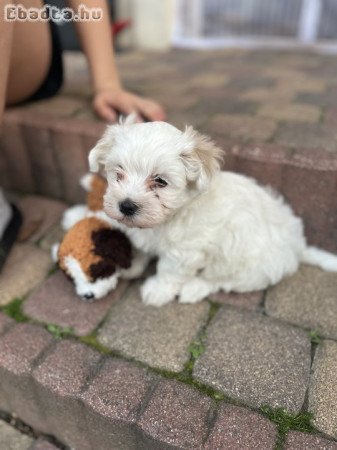 Bichon Havanese fajtatiszta kiskutya