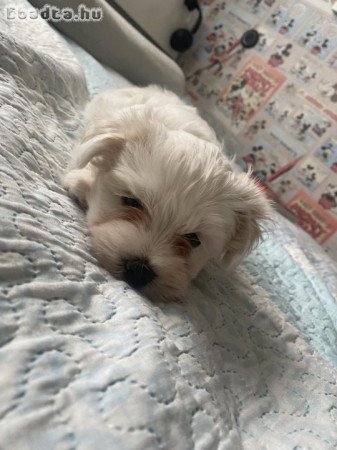 Bichon Havanese fajtatiszta kiskutya