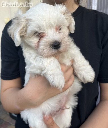 Bichon Havanese fajtatiszta kiskutya