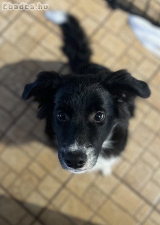 Border collie kan kölyök keresi otthonát