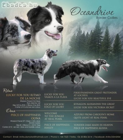 Border collie kan kölyök keresi otthonát