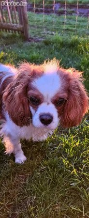 Cavalier King Charles spaniel