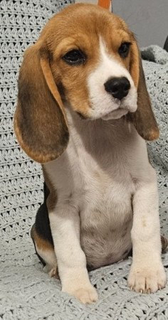 Beagle