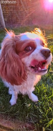 Cavalier King Charles spaniel