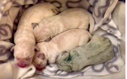 Zöld kiskutya született egy labrador alomban