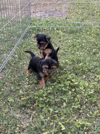 Yorkshire terrier