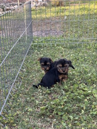 Yorkshire terrier