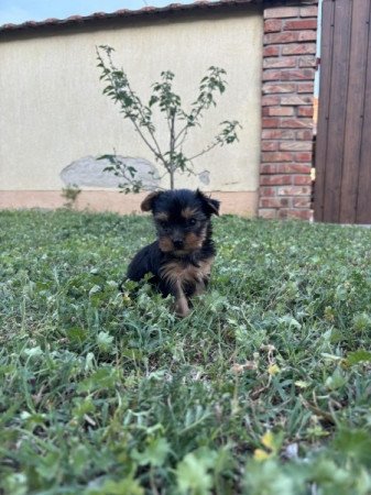 Yorkshire terrier