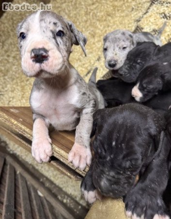Német dog fajtajellegű kölykök