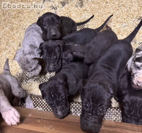 Német dog fajtajellegű kölykök