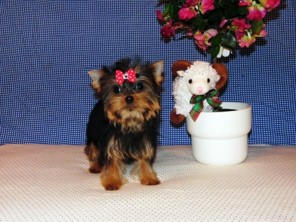 Yorkshire Terrier, Yorki