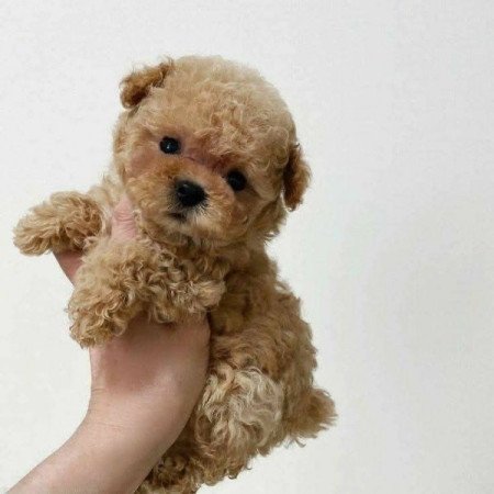 Máltai+uszkár=Maltipoo havanese bichon