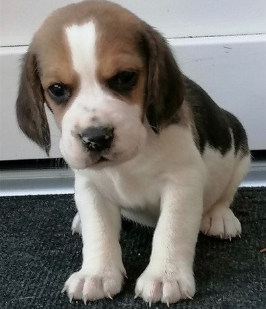 Beagle