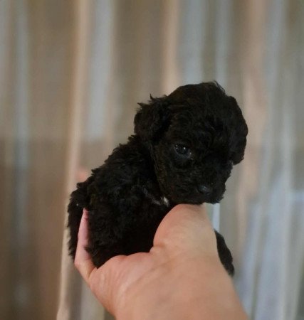 Máltai+uszkár=Maltipoo havanese bichon