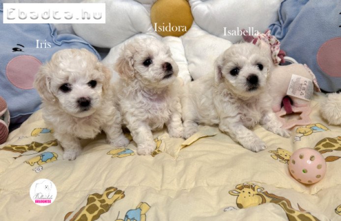 Minőségi Bolognese kiskutya