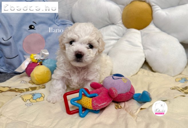 Minőségi Bolognese kiskutya