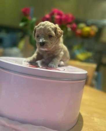 Máltai+uszkár=Maltipoo havanese bichon