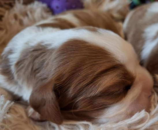 Cavalier King Charles spániel