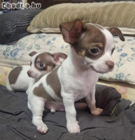 Fiú csivava eladó Budapest