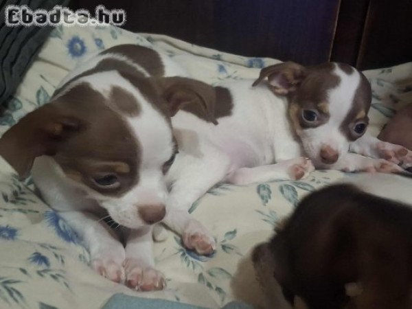 Fiú csivava eladó Budapest