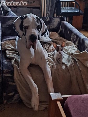 Fiú csivava eladó Budapest