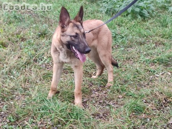 Belga juhász , malinois