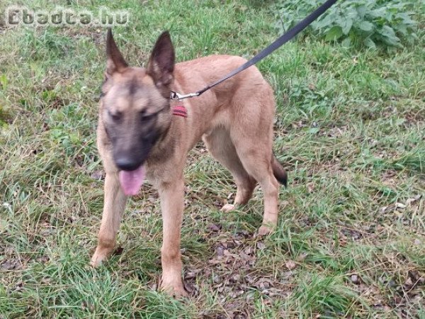 Belga juhász , malinois