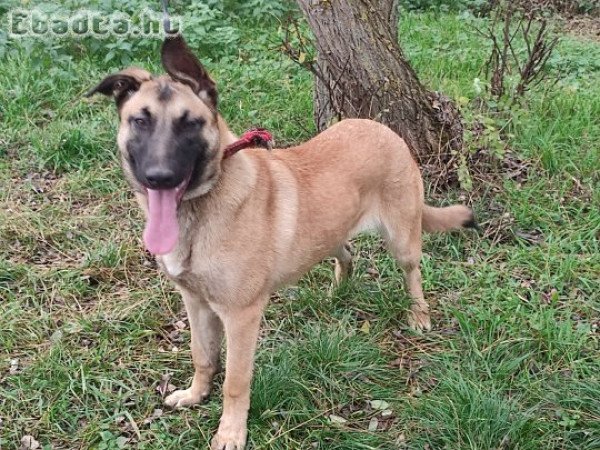 Belga juhász , malinois