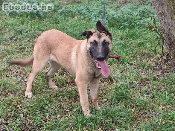 Belga juhász , malinois