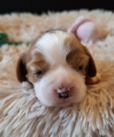 Cavalier King Charles spániel