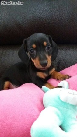 Törpe tacskó kölykök