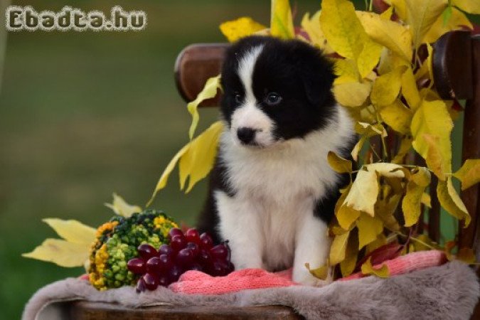 Border Collie kiskutyák költöznének