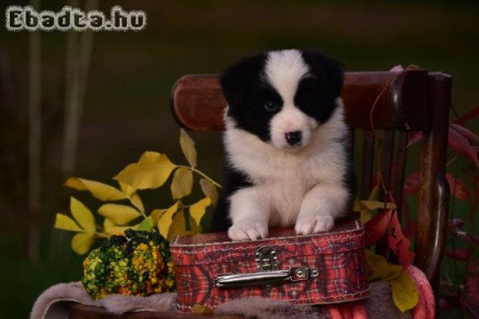Border Collie kiskutyák költöznének