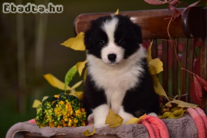 Border Collie kiskutyák költöznének