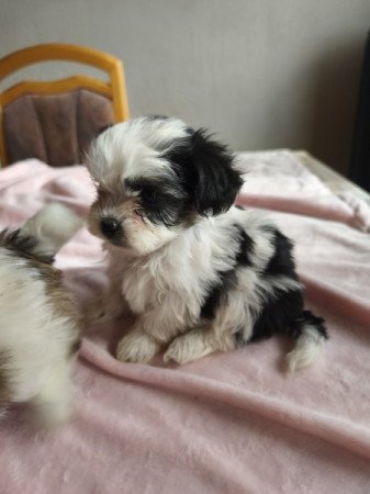 Shitzu kölykök