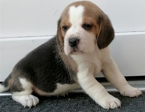 Beagle