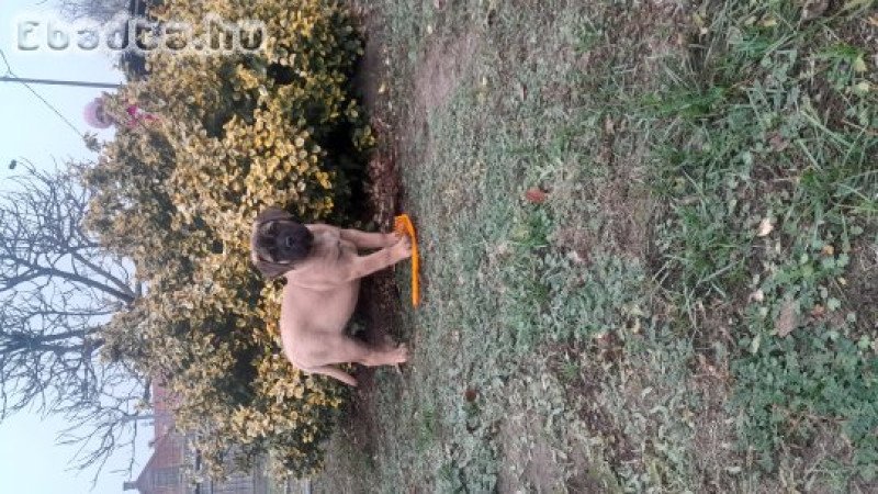 Eladó törzskönyvezett bullmastiff kiskutya